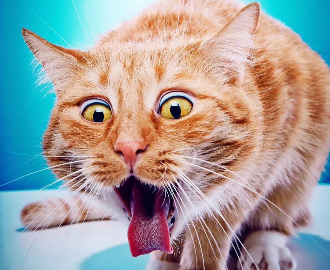 猫咪吐白色粘液和泡沫吃什么药,猫咪拉稀呕吐白色泡沫