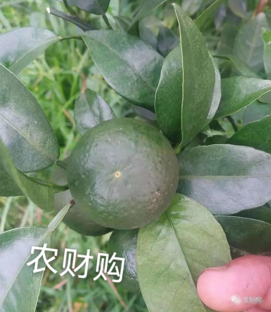 果农说，关于白癞病，走了太多弯路！总结全套方案分享，解决疑点