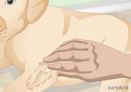 夏季如何辩认跳蚤的咬痕