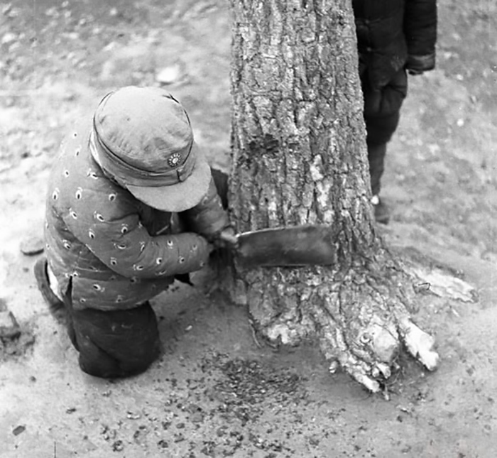 种植西葫芦挣一个亿,农民种植西葫芦亩收入