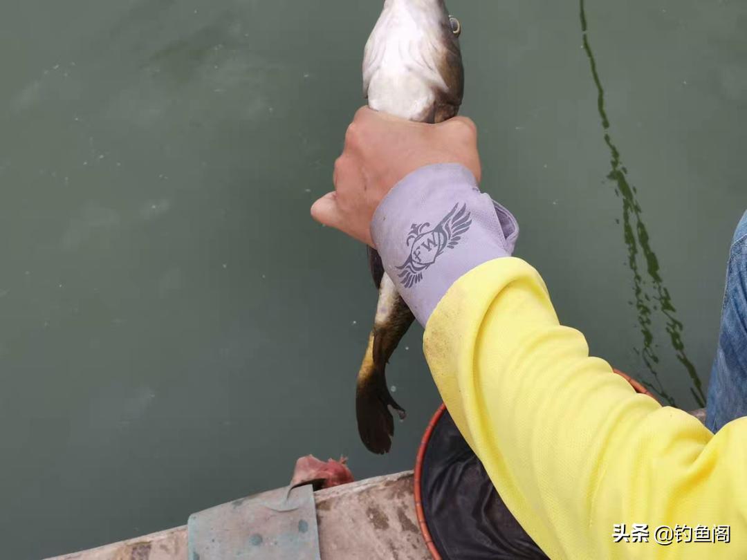 钓鱼小药添加剂一瓶搞定价格表 (钓鱼饵料小药水真的好用吗)