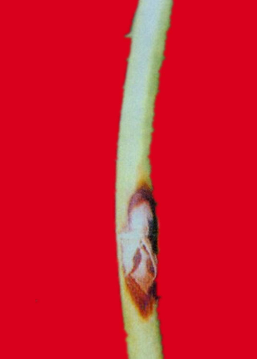 戊唑醇能治大蒜紫斑病吗,大蒜紫斑病的有效预防和治理方法