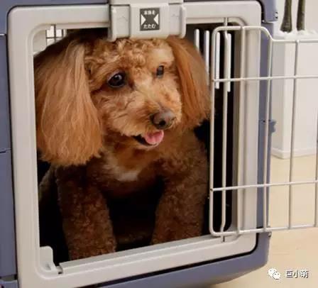 空运狗狗健康吗,空运狗狗要去机场接吗