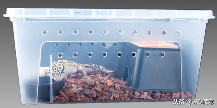 好用的豹纹守宫上手攻略,新手养豹纹守宫还是肥尾守宫