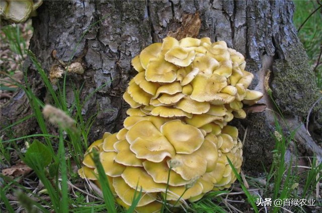 榆黄蘑高效栽培教程,榆黄蘑工厂化栽培技术