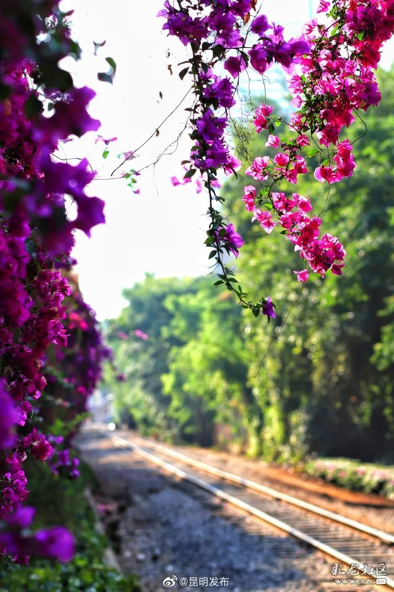 被大理丽江掩盖风头又怎样？它才是云南No.1！5月它太美了