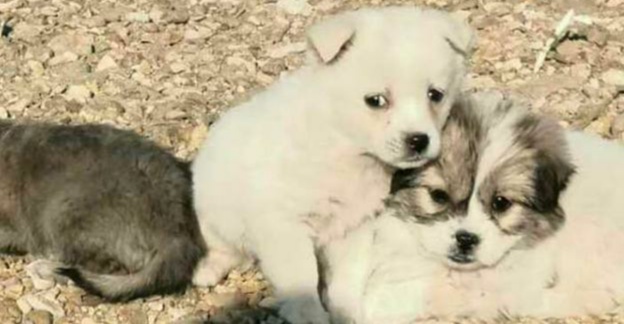 养土狗有什么好处,中华田园犬小奶狗好养吗