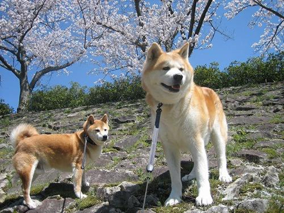 秋田柴犬和柯基哪个更倔,秋田柴犬和柯基的区别