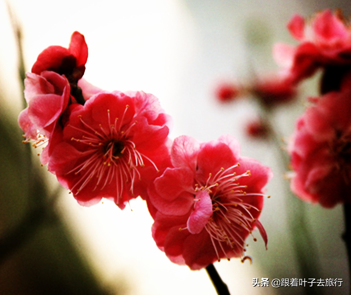 梅花拍摄的方法有哪些特点,冬季如何拍摄耐寒的梅花5个技巧