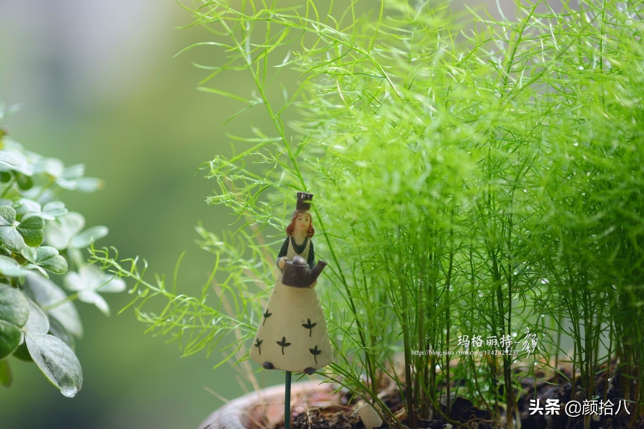 就趁现在，花园最忙碌的季节|园丁