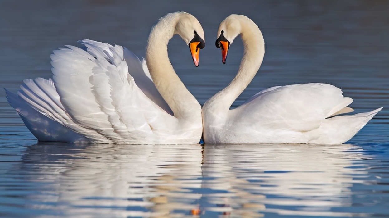 雄性琴鸟模仿叫声视频,雄琴鸟捕食者