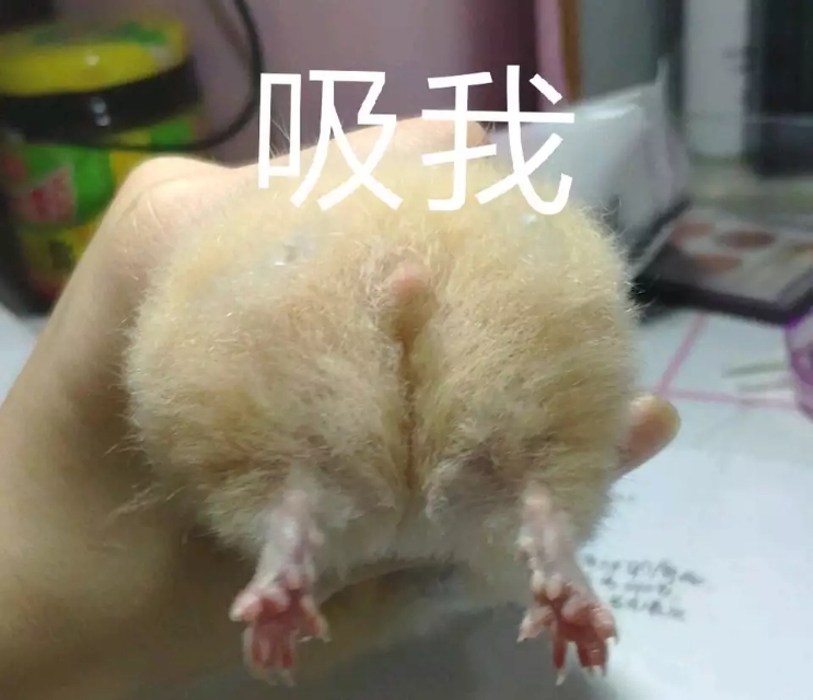 饲养仓鼠基地,仓鼠饲养笼子