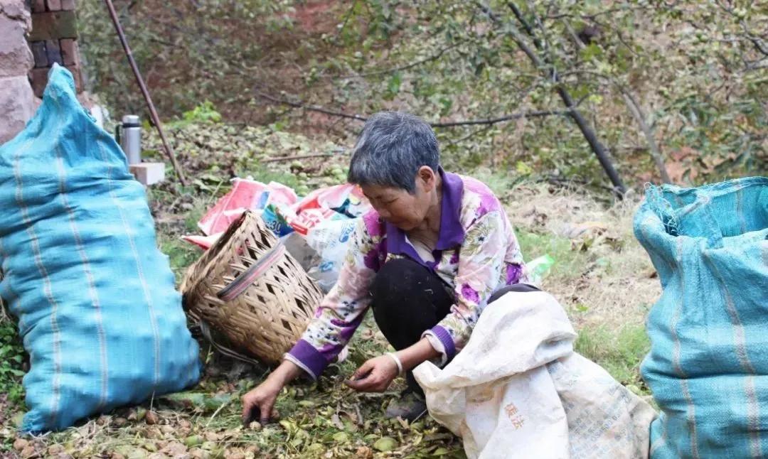 爬20米高用竹竿打下的这口“老树鲜核桃”，脆嫩鲜甜，别处买不到