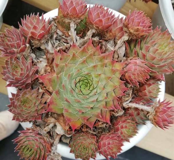 多肉养出状态来有多美？这102种多肉控养上色之后美呆了