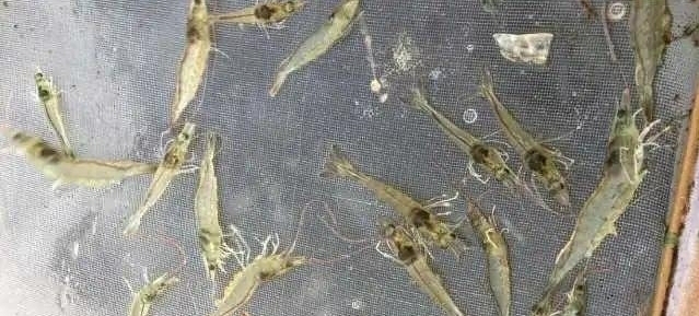 养虾的十大基本知识,养虾技术大全100种