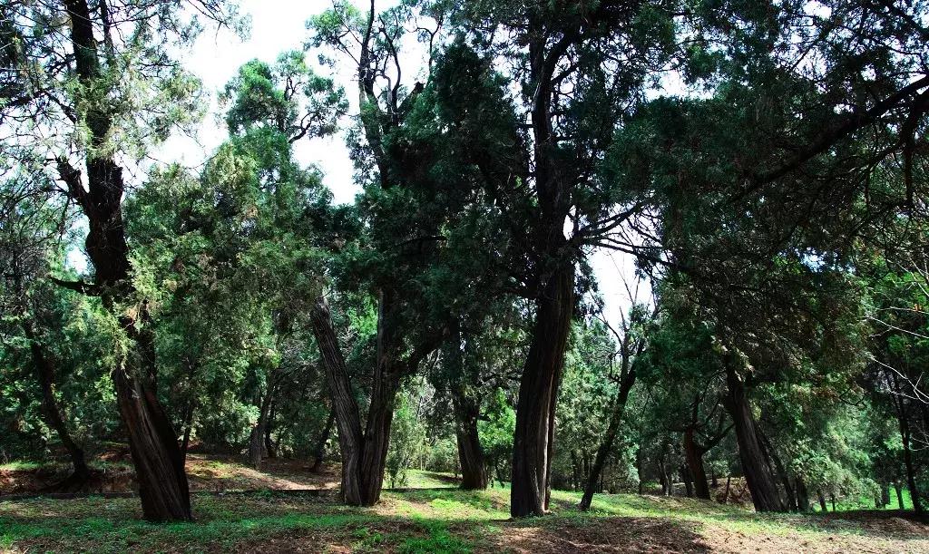 延安黄陵黄帝陵,黄帝陵是延安最有名的景点吗