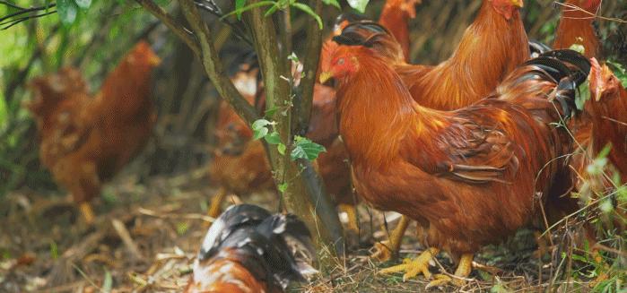 超有鸡味的阳山鸡,广东阳山鸡口感如何