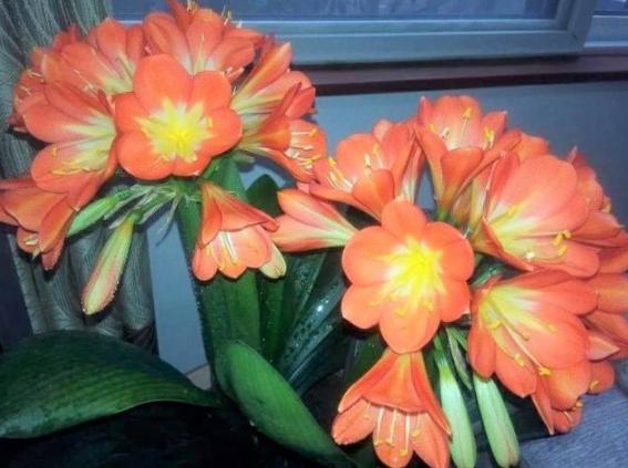 君子兰烂根黄叶怎么补救,君子兰黄叶烂根的解决方法