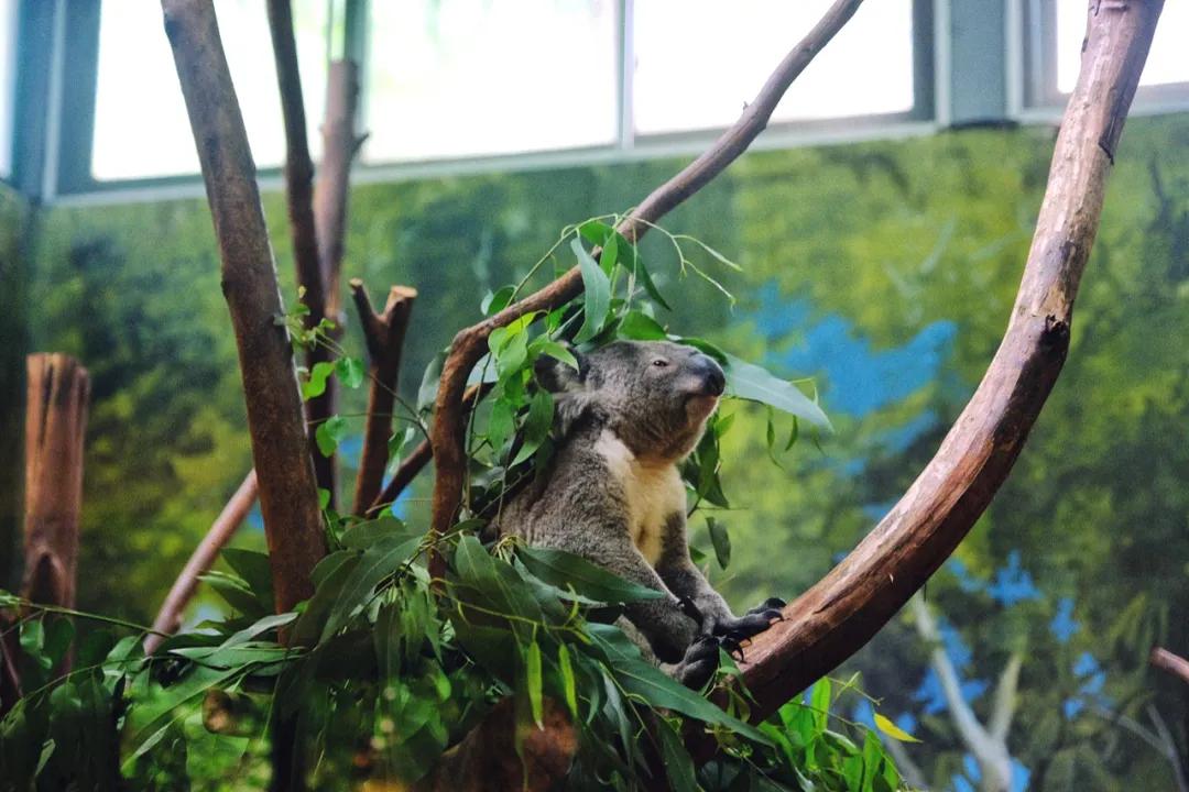 广州长隆最省钱玩法,最实惠广州长隆攻略