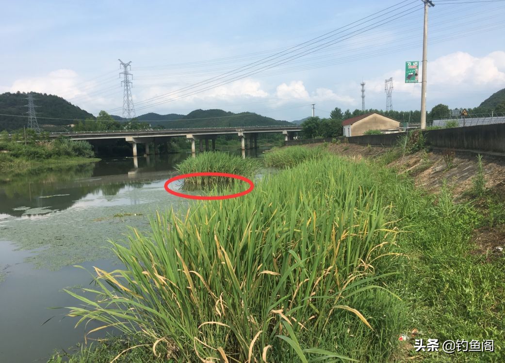 手竿钓黑鱼用什么饵料最好最快,手竿钓黑鱼最简单的方法