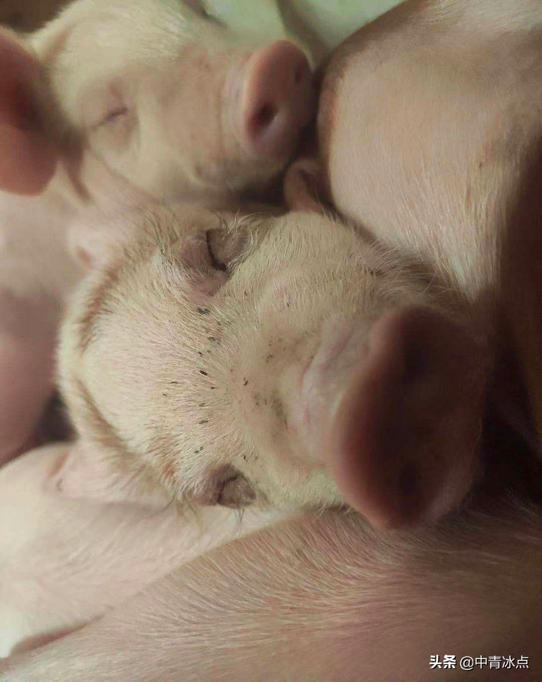 大学生养猪年薪18万，有人铲一次猪粪就跑路，和母猪同吃同睡，“时间长了腌入味儿”