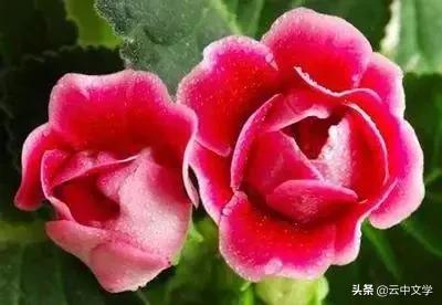 花语大全100种花图片,100种花的花语太全了