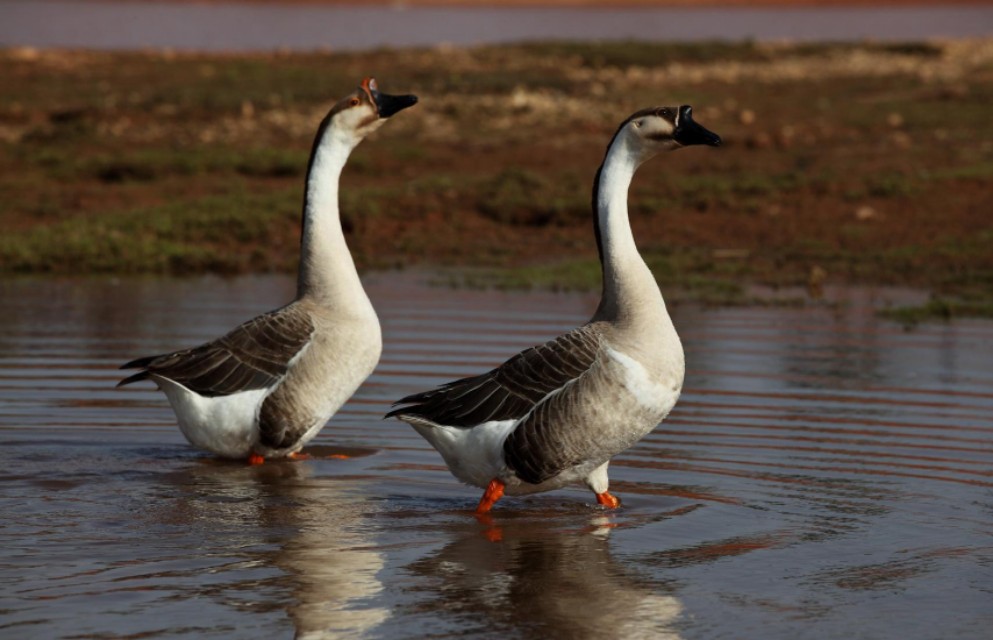 大雁最好的养殖方法,大雁怎样繁殖的