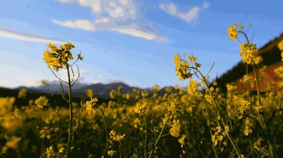 2月看油菜花3月看樱花,去城里看樱花去农村看油菜花