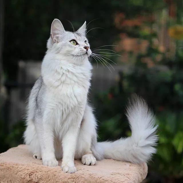 贵族阿比西尼亚猫,神秘的波斯猫