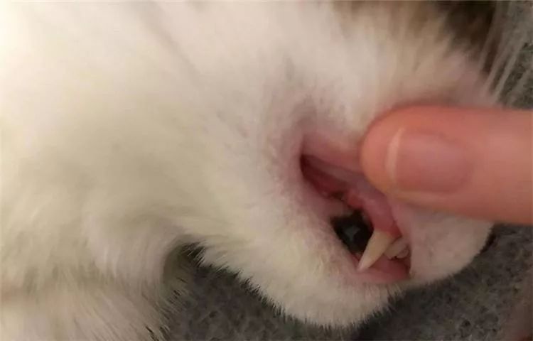 猫咪刷牙怎么做,猫咪刷牙正确教程
