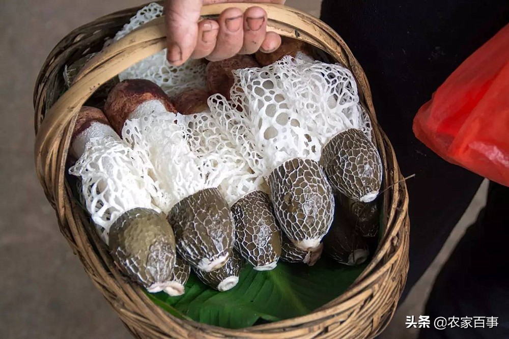 顶级野生竹荪,竹荪被誉为什么菌菇之王