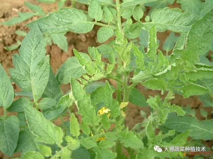 蔬菜得了病毒病会影响下一季吗,瓜果蔬菜病毒病害