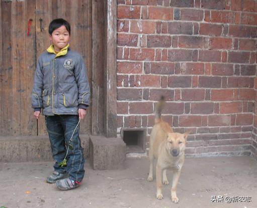 土狗死前为什么离开主人家,老狗为什么会离家