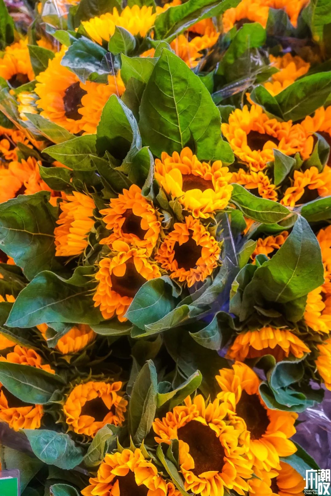 广州最大的花卉市场有哪些店,广州最便宜的花卉交易市场