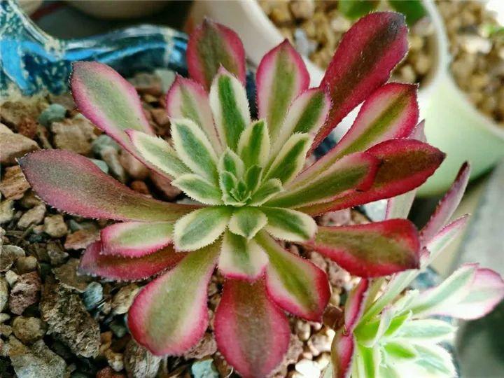 什么多肉夏天也可以继续生长,教你十大多肉养护技巧