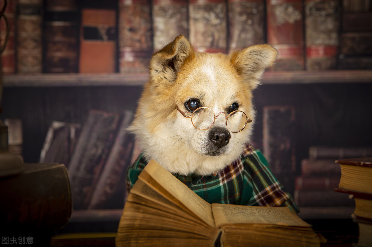 中华田园犬的优缺点及性格,中华田园犬幼犬有人歧视吗