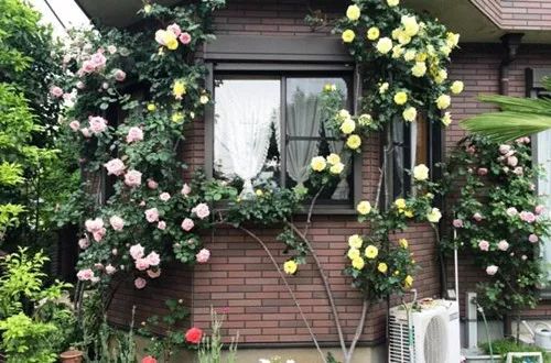 封闭阳台爬藤月季如何牵引,爬藤月季怎么牵引花墙才能开爆花