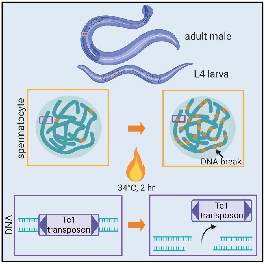 男性高温时睾丸会怎么样,长时间高温烫睾丸会不孕吗