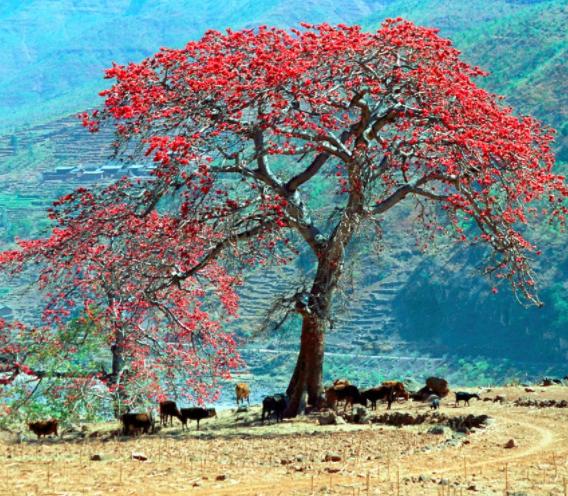 四川千亿区,宜宾自贡未来谁发展得更好