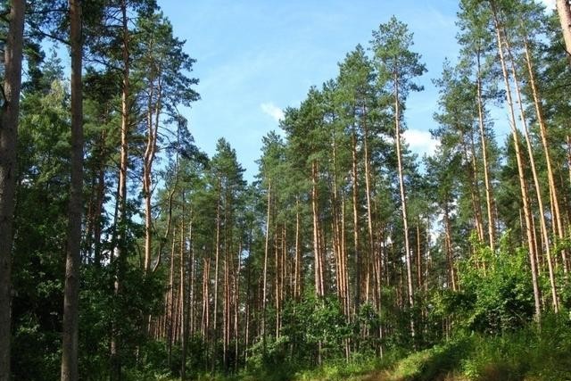 汪么屯人钱途门路多