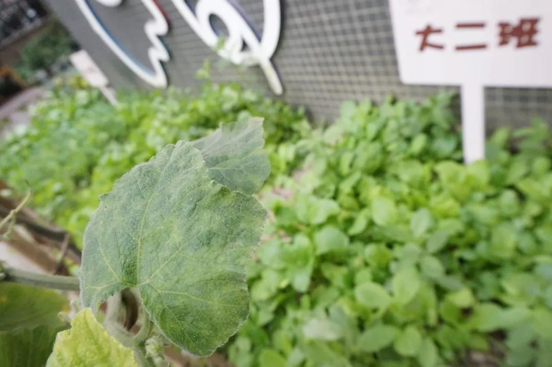 小小足球运动员=未来男神~|走进成都市第十二幼儿园蓝光分园