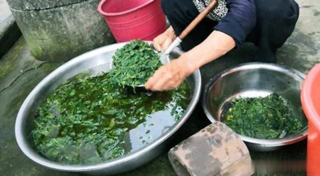 为什么一定要用三年艾叶,中药艾叶的正确使用方法