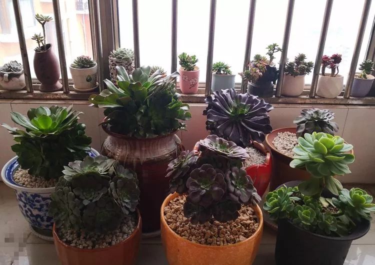 一花一世界多肉园艺,一花一世界一叶一菩提多肉植物