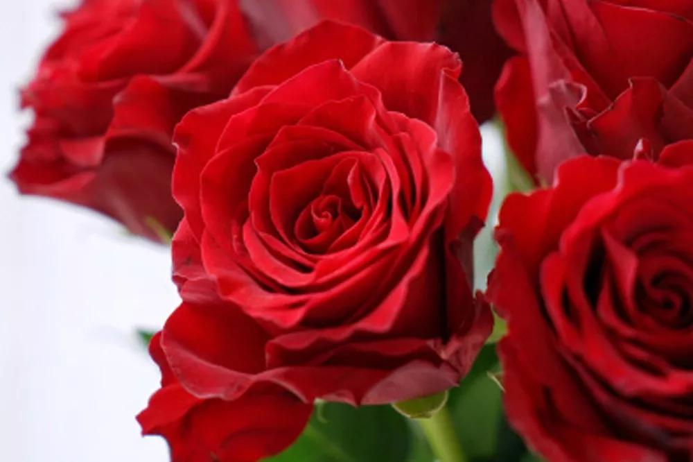 花店常用玫瑰花品种大全,一篇文章带你认识三亚40种花