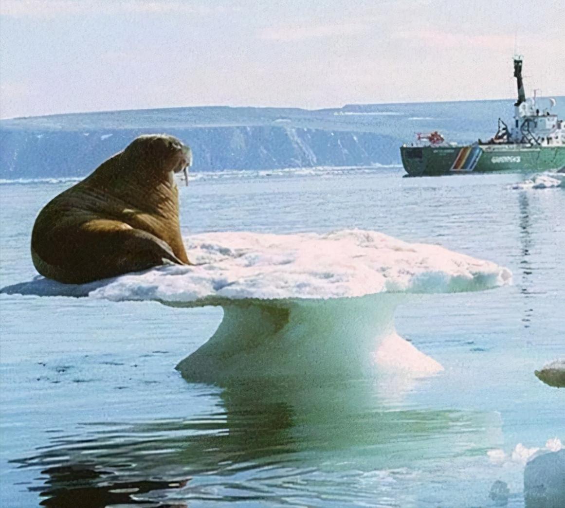 60个脑洞大开的真实照片，安装钛钢牙的军犬，拿破仑私人用的手枪