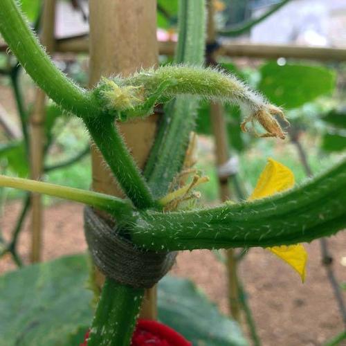 黄瓜化瓜原因及防治方法,黄瓜1米高不结瓜怎么补救