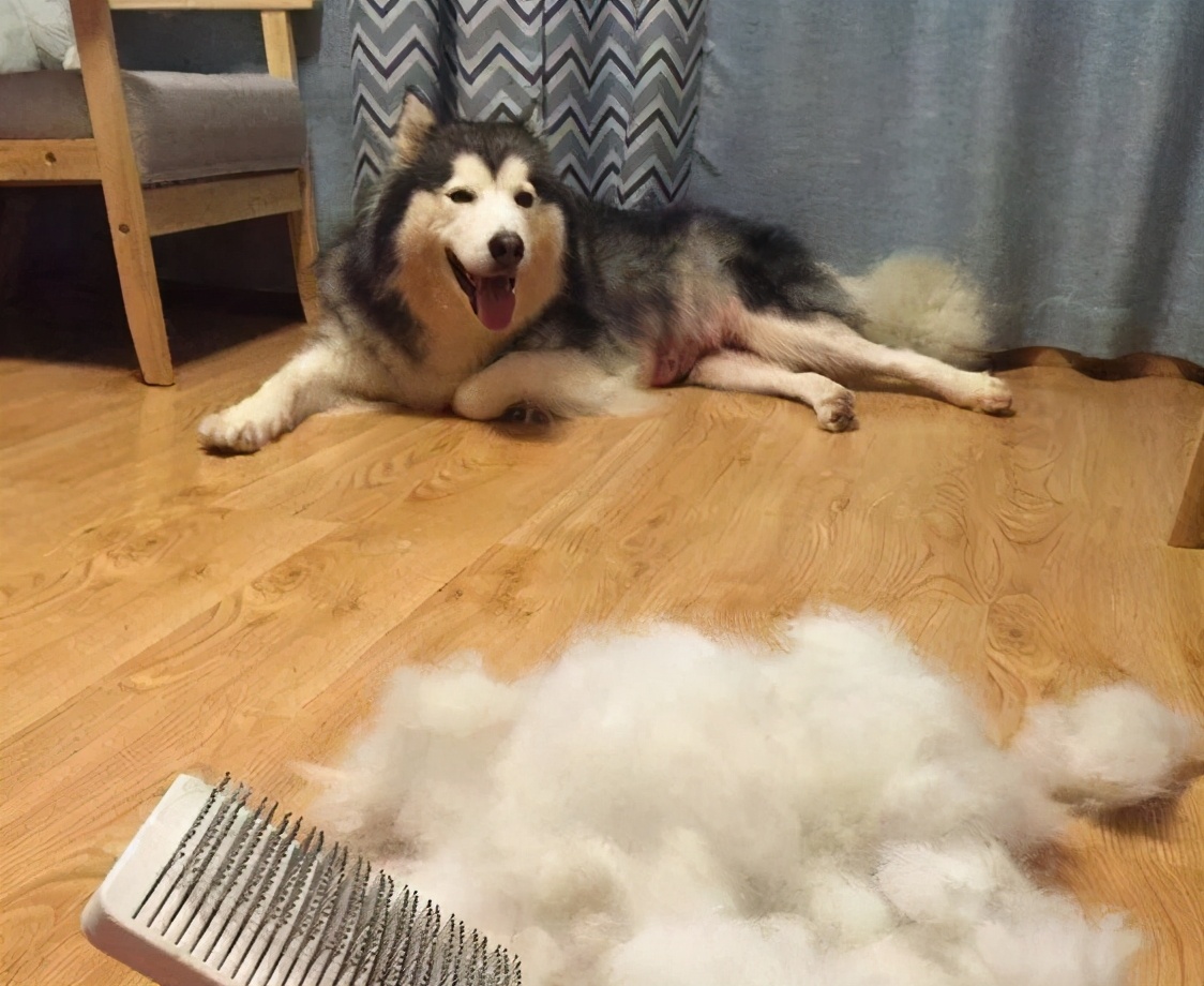 阿拉斯加犬掉粪坑怎么办,3个月的阿拉斯加会不会掉毛