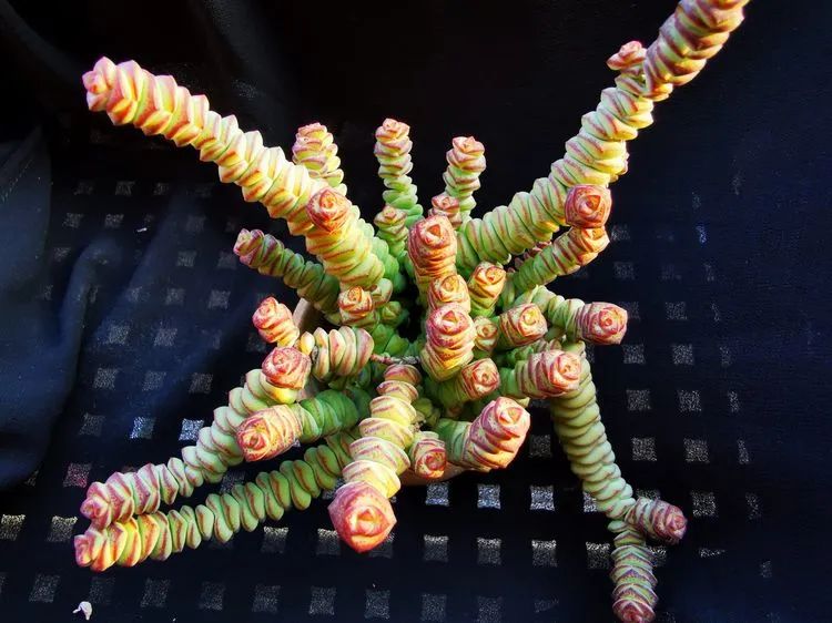 多肉砍头的怎么养,多肉怎么砍头才能爆发