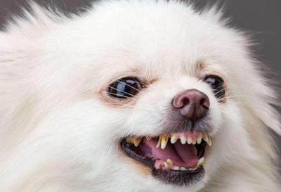 博美犬的5大缺点和不足,博美犬的5大缺点看完你还想养吗