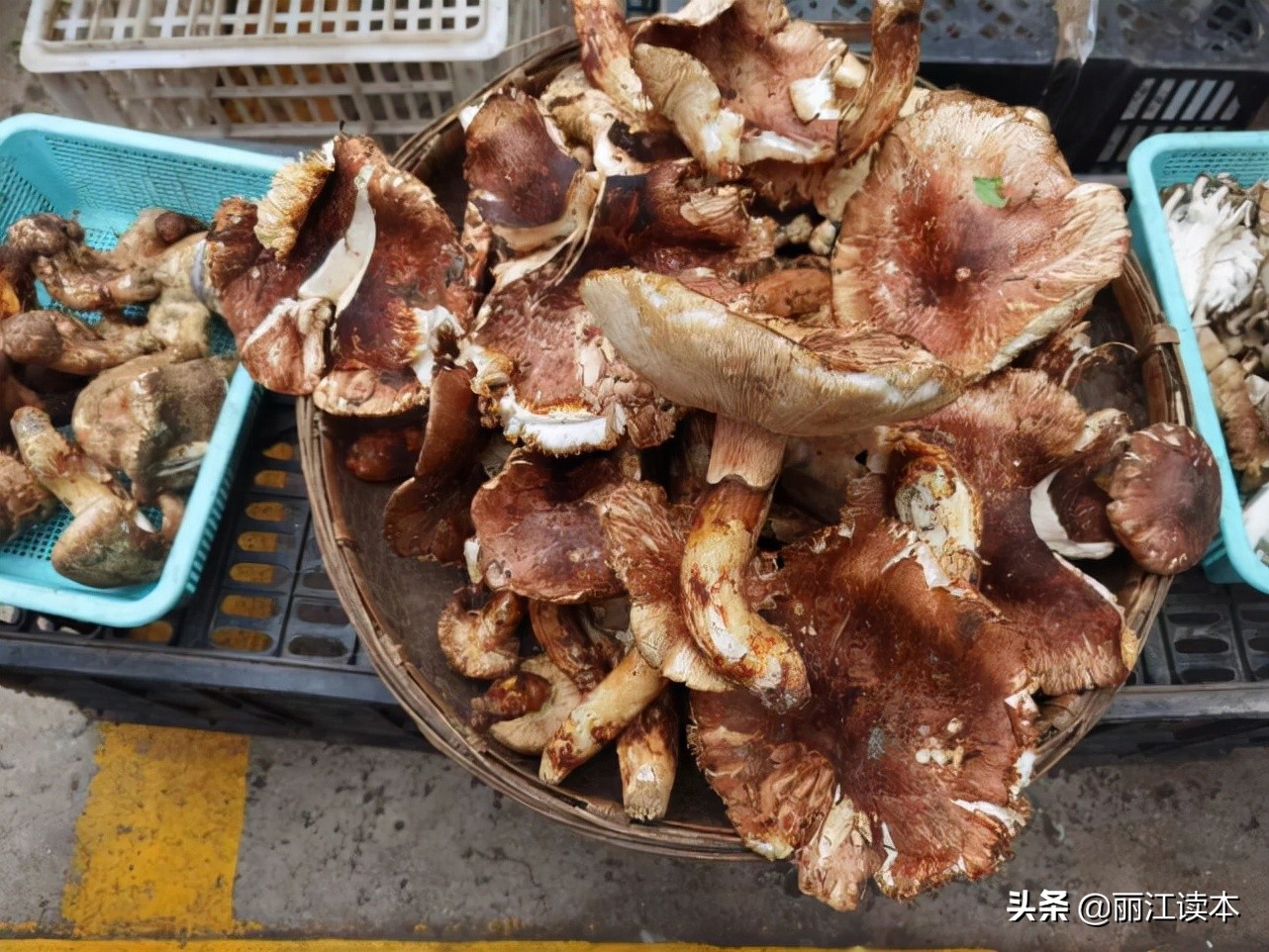 瓜瓜豆豆的视频,瓜瓜豆豆视频